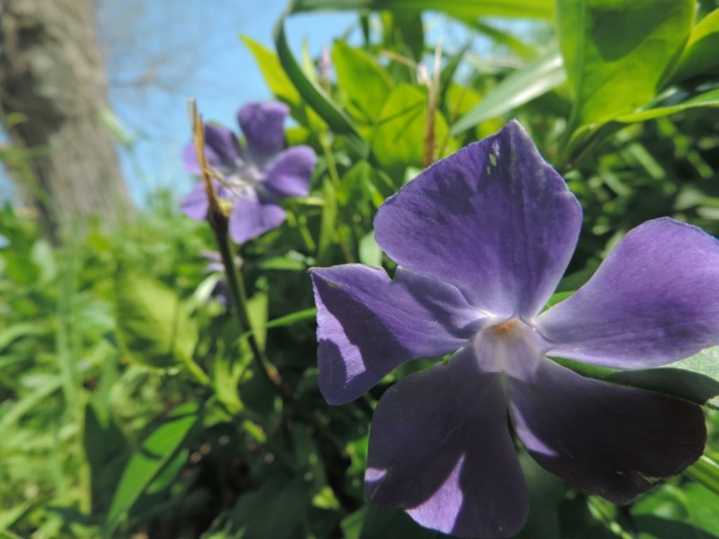 Fiori viola -  Vinca major